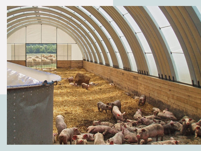 Строительство свинарников в Еманжелинске